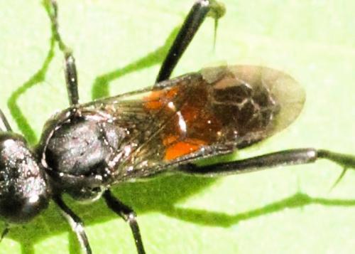 Réf. 343 496 : Macrophya annulata